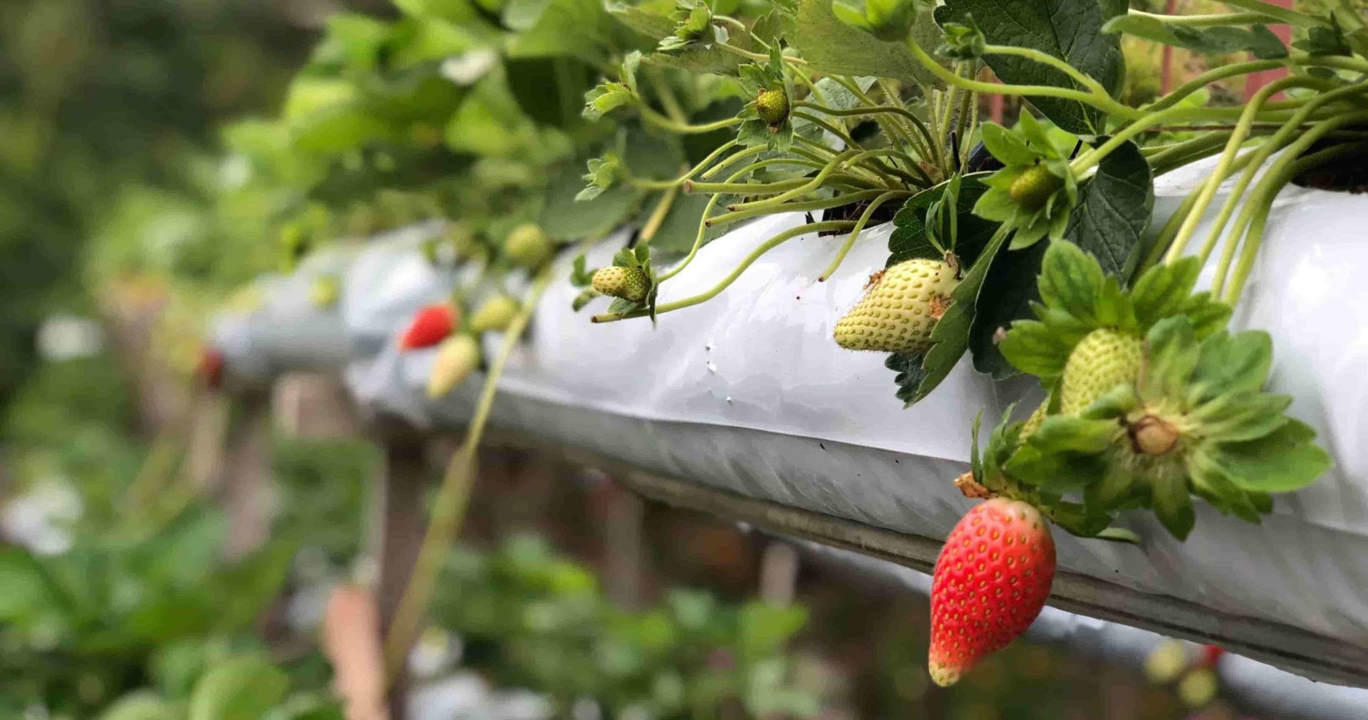 Buchen Sie jetzt schnell Aushilfen von ucm.agency für Ihre Erdbeerernte